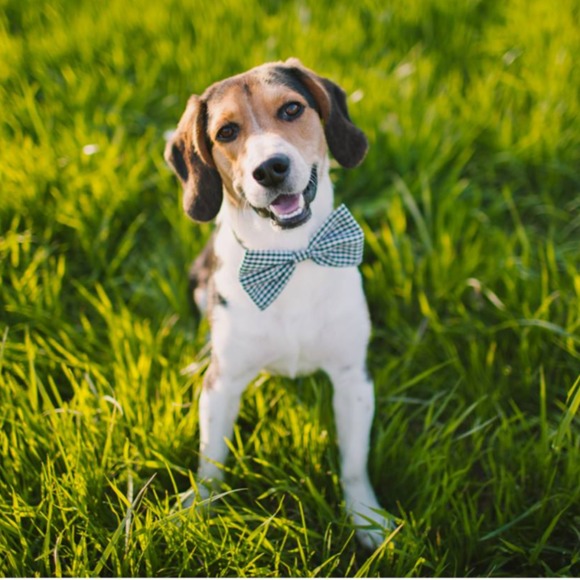 regalbeagle106